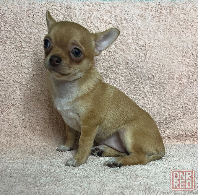 Девочка чихуахуа гладик Донецк - изображение 1