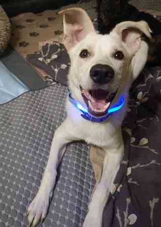 Щенок в добрые руки Донецк