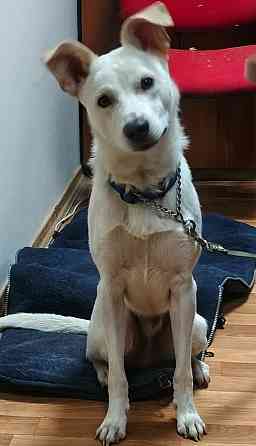 Щенок в добрые руки Донецк