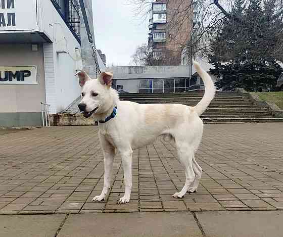 Щенок в добрые руки Донецк