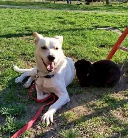 Щенок в добрые руки Донецк