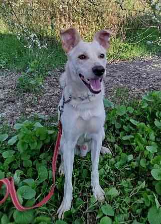 Щенок в добрые руки Донецк