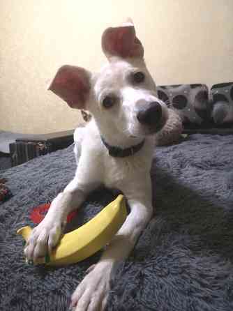 Щенок в добрые руки Донецк