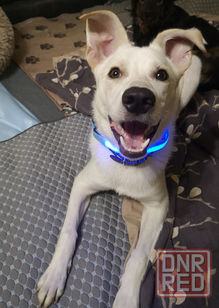 Щенок в добрые руки Донецк - изображение 2