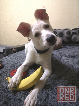 Щенок в добрые руки Донецк - изображение 3