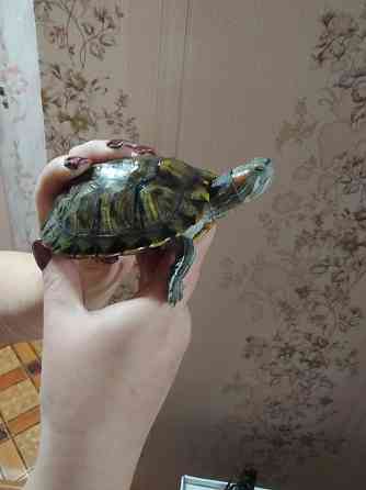 Продаю Красноухих Черепах Донецк