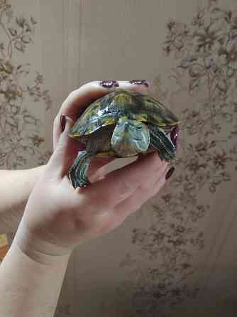 Продаю Красноухих Черепах Донецк