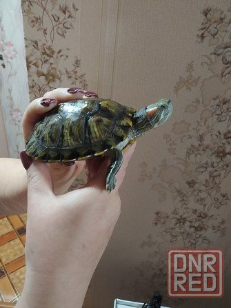 Продаю Красноухих Черепах Донецк - изображение 2