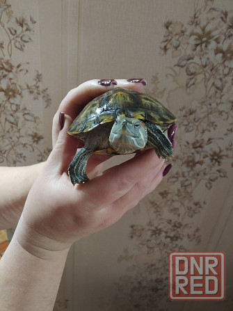 Продаю Красноухих Черепах Донецк - изображение 1