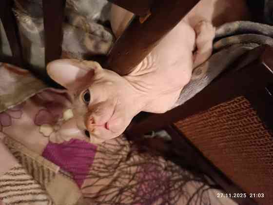 Продажа котят канадского сфинкса Донецк