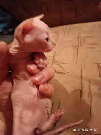 Продажа котят канадского сфинкса Донецк