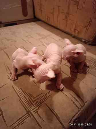 Продажа котят канадского сфинкса Донецк