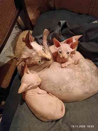 Продажа котят канадского сфинкса Донецк