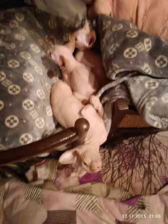 Продажа котят канадского сфинкса Донецк