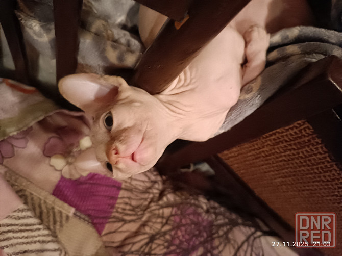 Продажа котят канадского сфинкса Донецк - изображение 1