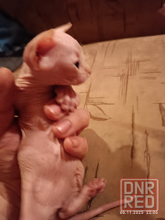 Продажа котят канадского сфинкса Донецк - изображение 6