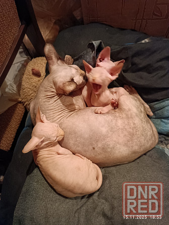 Продажа котят канадского сфинкса Донецк - изображение 3