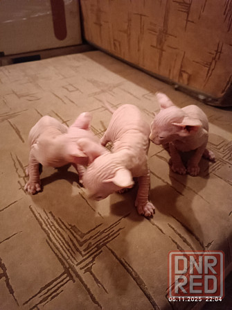 Продажа котят канадского сфинкса Донецк - изображение 4