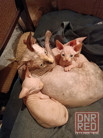 Продажа котят канадского сфинкса Донецк - изображение 5