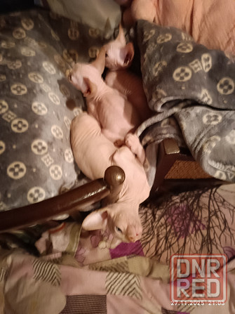 Продажа котят канадского сфинкса Донецк - изображение 2