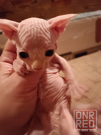 Продажа котят канадского сфинкса Донецк - изображение 8