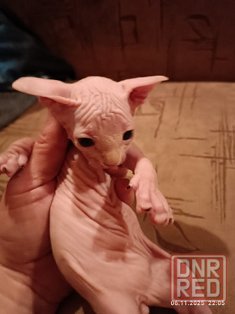 Продажа котят канадского сфинкса Донецк - изображение 7