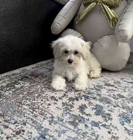 Мальтипу Ростов-на-Дону