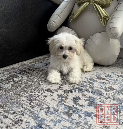 Мальтипу Ростов-на-Дону - изображение 1