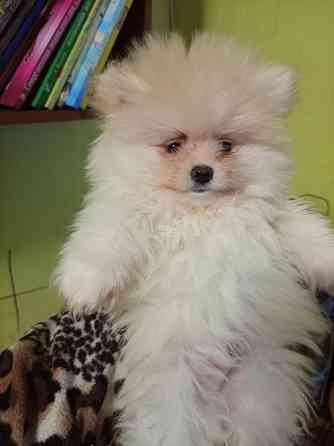 Щенки померанского шпица Донецк