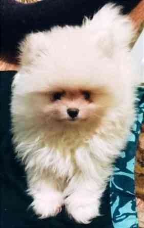 Щенки померанского шпица Донецк