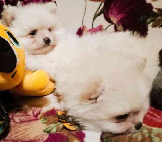 Щенки померанского шпица Донецк