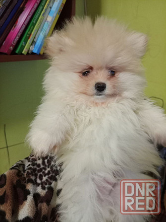 Щенки померанского шпица Донецк - изображение 4