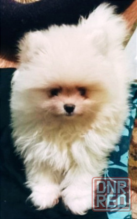 Щенки померанского шпица Донецк - изображение 1