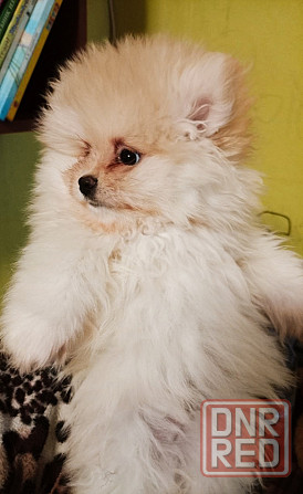 Щенки померанского шпица Донецк - изображение 2