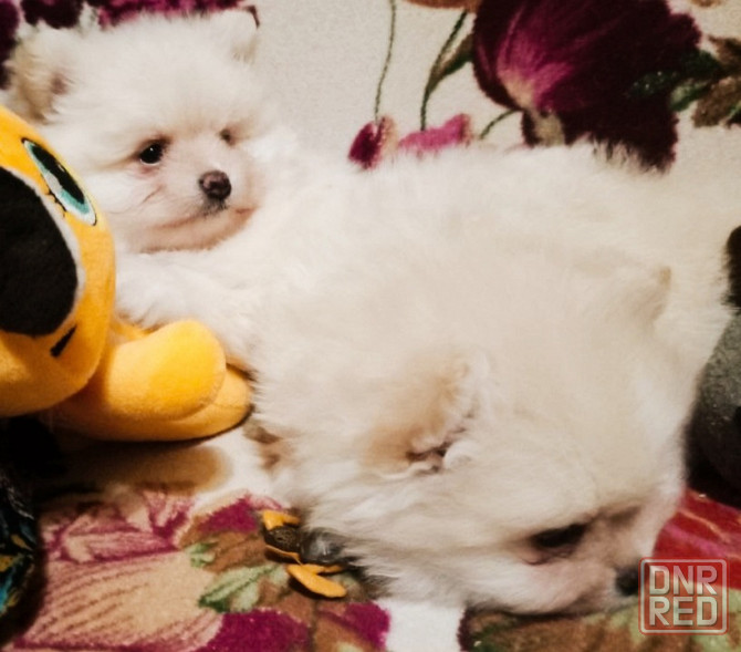 Щенки померанского шпица Донецк - изображение 3