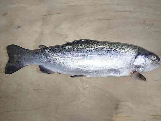 Продам не дорого охлаждённую форель Донецк