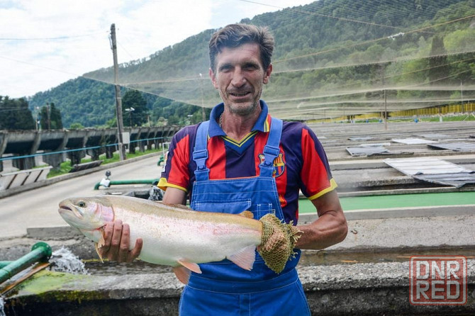 Продам не дорого охлаждённую форель Донецк - изображение 1