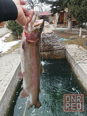 Продам не дорого охлаждённую форель Донецк - изображение 2