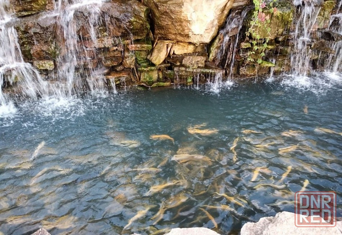 Продам не дорого охлаждённую форель Донецк - изображение 7