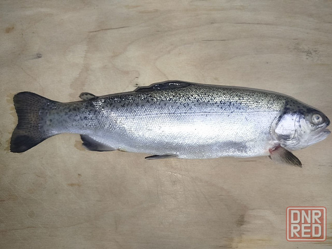 Продам не дорого охлаждённую форель Донецк - изображение 3