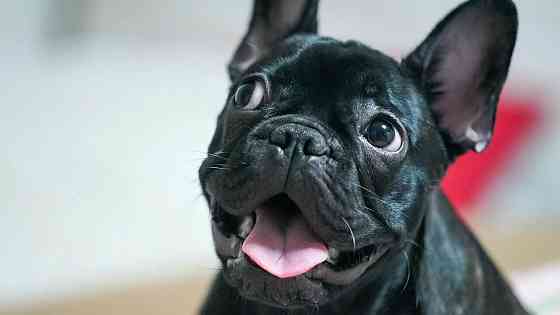 Француженка ищет жениха на вязку Мариуполь