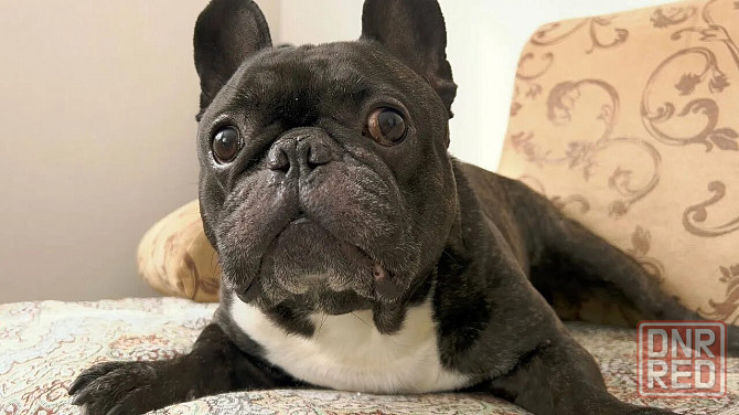 Француженка ищет жениха на вязку Мариуполь - изображение 2