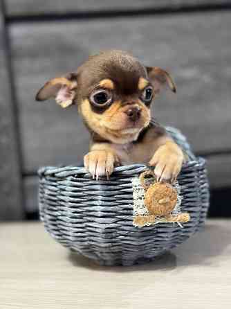 Чихуашечки для кармашка Красный Луч