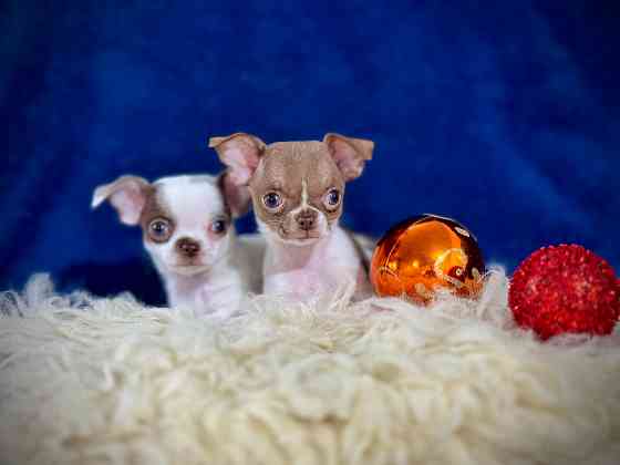 Чихуашечки для кармашка Донецк