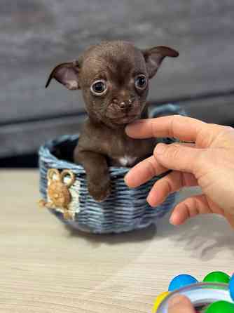 Чихуашечки для кармашка Красный Луч