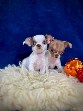 Чихуашечки для кармашка Донецк