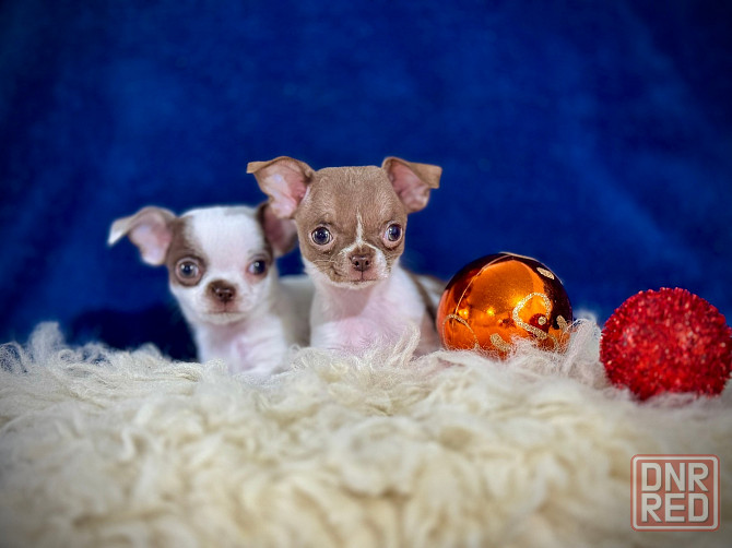 Чихуашечки для кармашка Донецк - изображение 2