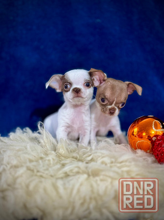 Чихуашечки для кармашка Донецк - изображение 1