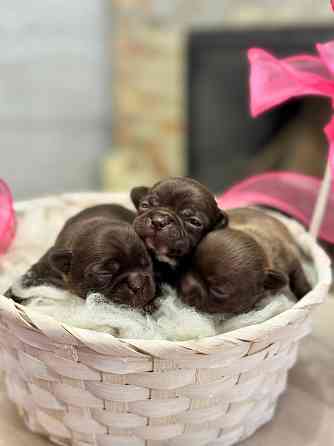 Шоколадки Чихуахуа Луганск