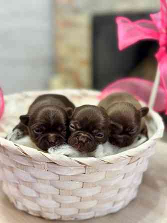 Шоколадки Чихуахуа Луганск